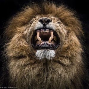 Meet your Posher, Gethro